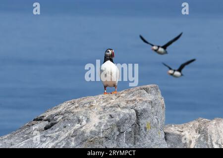 Atlantische Puffins eine steht auf einem großen Felsen, zwei weitere fliegen vom Meer und dem Ozean im Hintergrund. Stockfoto