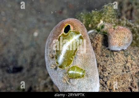 Die schönen Farben von Nacktschnecken Stockfoto