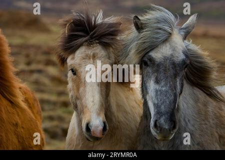 Zwei junge Islandpferde unterschiedlicher Farben (Equus ferus caballus), Island, Europa Stockfoto