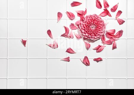 Herbstdahlien Blumen und verstreute Blütenblätter auf weißem gefliestem Hintergrund, trendige Schatten Stockfoto