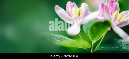 Makro von Frühlingsblumen mit weißem Rosa. Blütezeit. Natur Springtime Hintergrund, Bannerformat Stockfoto