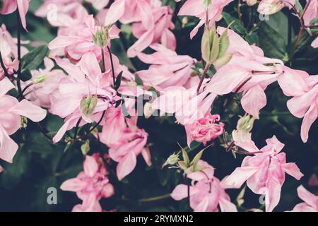 Wunderschöne blühende rosa Aquilegia-Blüten. Wunderschöne Naturszene. Kräftige Farben Stockfoto