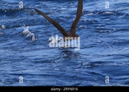 Der fleischfüßige Sturmtaucher (Ardenna carneipes; früher Puffinus carneipes) ist ein mittelgroßer Sturmtaucher. Dieses Foto wurde in Australien aufgenommen. Stockfoto