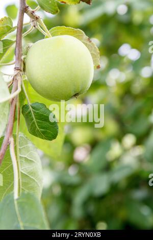 Grüner unreifer Apfel auf einem Zweig des Baumes im Garten. Stockfoto