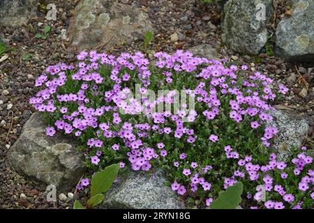 Phlox douglasii, Columbia phlox Stockfoto