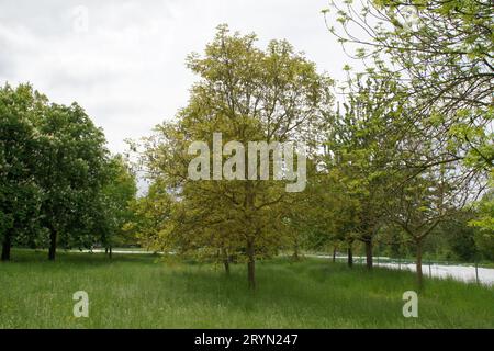 Juglans regia, Walnussbaum, junge Triebe Stockfoto