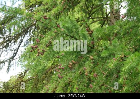 Larix europaea, Europaeische Laerche, europäische Lärche, frische Nudel, Zapfen und Blumen Stockfoto