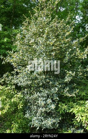 Ilex Aquifolium, Stechpalme Stockfoto