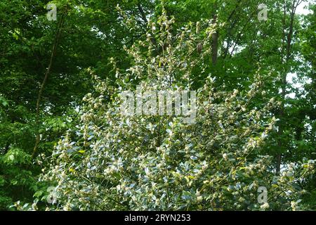 Ilex Aquifolium, Stechpalme Stockfoto
