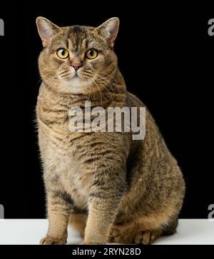 Porträt einer wütend fokussierten erwachsenen Katze Grey Scottish Straight. Schwarzer Hintergrund Stockfoto