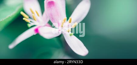 Blütezeit. Makro frühlingshemmender weißer Blüten. Leuchtende Farben. Natur Springtime Hintergrund, Bannerformat Stockfoto