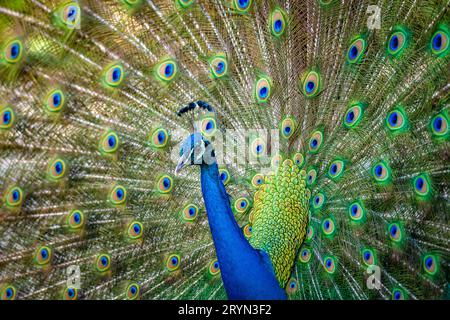 Wunderschöner indischer peacockÂ, der seinen Schwanz zeigt Stockfoto