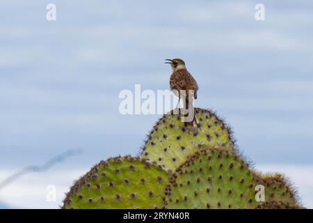 Mockingbird (Mimus parvulus) auf einem Kakteen der Insel Rabida, Galapagos, Ecuador Stockfoto