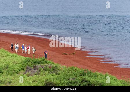 Touristen und Galapagos Seelöwen (Zalophus wollebaeki) am roten Strand der Insel Rabida, Galapagos Inseln, Ecuador Stockfoto