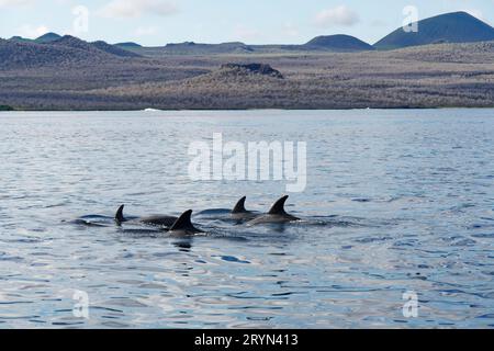 Gruppe von Delfinen (Delphinidae) vor Floreana Island, Galapagos Inseln, Ecuador Stockfoto