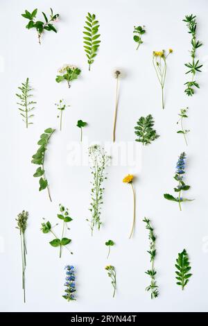 Botanischer Satz von Blättern, Pflanzen und Blumen auf weißem Hintergrund. Stockfoto