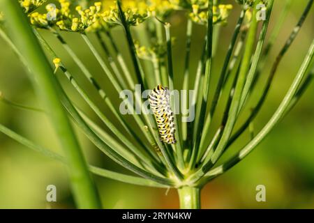 Schwalbenschwanz (Papilio machaon) sitzt auf Fenchelblume im Garten, Kanton Bern, Schweiz Stockfoto