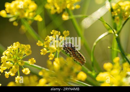 Schwalbenschwanz (Papilio machaon) sitzt auf der Fenchelblume im Garten, Kanton Bern, Schweiz Stockfoto