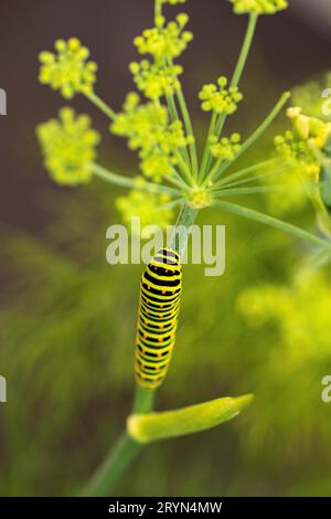 Schwalbenschwanz (Papilio machaon) sitzt auf Fenchelblume im Garten, Kanton Bern, Schweiz Stockfoto