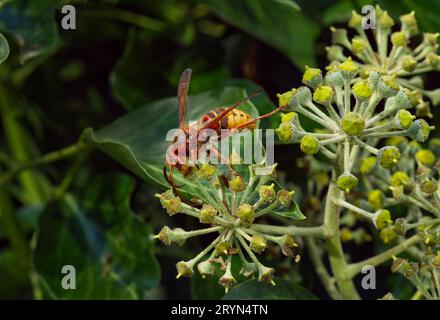 Europäische Hornet (Vespa crabro) an einer Gemeinen Efeu (Hedera helix) Blume Stockfoto