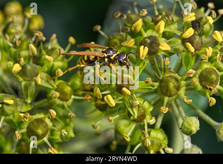 Wespe (Vespinae) an einem Gemeinen Efeu (Hedera helix) Stockfoto