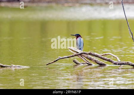 Grünreiher (Butorides virescens) Stockfoto