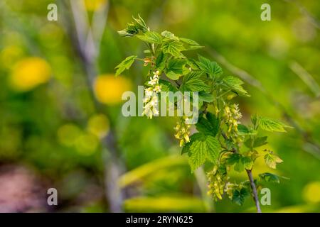 Wilde Stachelbeerblüten. Ribes uva-crispa Stockfoto