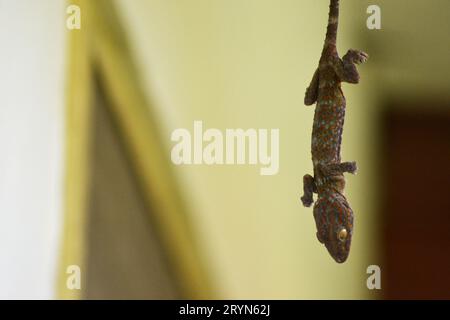 Ein Nahaufnahme-Bild von toter Eidechse, tokay Gecko (gekko Gecko), hängt an der Decke mit verschwommenem Hintergrund Stockfoto