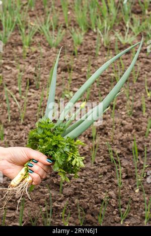 Gärtnerin hält frische grüne Zwiebeln. Stockfoto