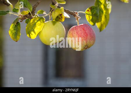 Reife und unreife Äpfel auf einem Baum am sonnigen Tag. Stockfoto