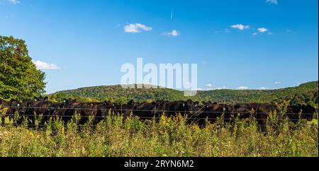 Eine Herde schwarzer Kühe hinter einem Drahtzaun auf einem Feld in Tidioute, Pennsylvania, USA an einem sonnigen Herbsttag Stockfoto