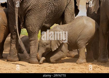 Ein süßer afrikanischer Elefant (Loxodonta africana) spielt im Kruger-Nationalpark, Südafrika Stockfoto