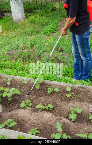 Schützen Sie Auberginen vor Pilzkrankheiten oder Ungeziefer mit einem Sprühgerät Stockfoto
