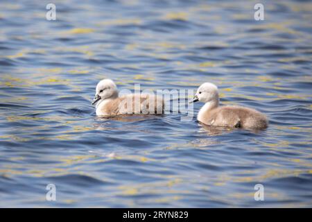 Wildvogel mute Schwan Huhn im Frühjahr auf Teich Stockfoto