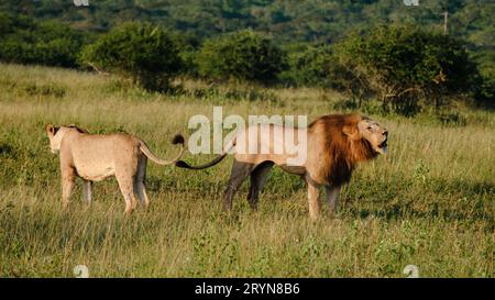 Afrikanische Löwen während der Safari im Kruger-Nationalpark Südafrika Stockfoto