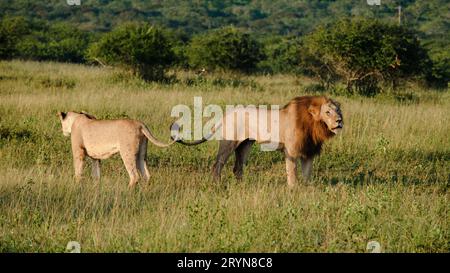 Afrikanische Löwen während der Safari im Kruger-Nationalpark Südafrika Stockfoto