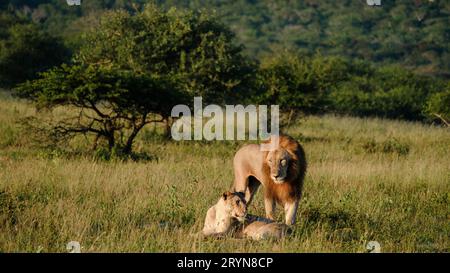 Afrikanische Löwen während der Safari im Kruger-Nationalpark Südafrika Stockfoto