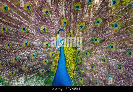 Wunderschöner indischer peacockÂ, der seinen Schwanz zeigt Stockfoto