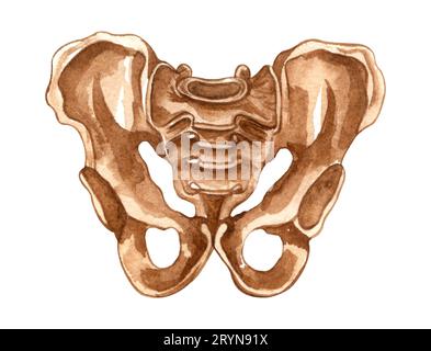 Aquarelle menschliche Skelettstruktur. Beckenknochen. Anatomie und Medizin. Orthopädische Illustration Stockfoto