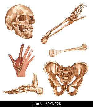 Aquarelle menschliche Skelettstruktur. Schädel, Hand, Arm, Fuß, Becken, Gelenke. Anatomie und Medizin. Orthopädische Illustration. Stockfoto