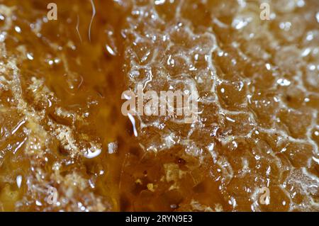 Sechseckige Wabenzellen mit Honig, die die Eier der Bienenkönigin halten und den Pollen und Honig speichern, den die Arbeiterbienen in den Bienenstock bringen, Masse von prismati Stockfoto