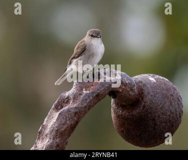 Jacky Wintervogel ist ein kleines grau-braunes Rotkehlchen, das in ganz Australien häufig vorkommt. Aufgenommen in Merimbula an der Südküste von NSW, Australien. Stockfoto