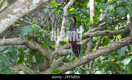 Agami Reiher auf einem Ast vor grünem natürlichen Hintergrund, Pantanal Feuchtgebiete Stockfoto