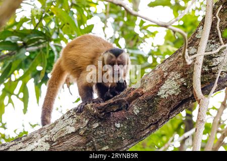 Brauner Kapuzineraffe, der auf einem Baumstamm klettert, Kamera zugewandt, natürlicher Hintergrund, Pantanal Feuchtgebiete Stockfoto