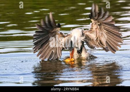 Cocoi-Reiher (Ardea cocoi) fängt mit seinem langen Schnabel in einem Fluss, Pantanal Wetlands, ein Pirhana Stockfoto