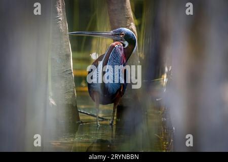 Agami Reiher auf einem Ast vor grünem natürlichen Hintergrund, Pantanal Feuchtgebiete Stockfoto