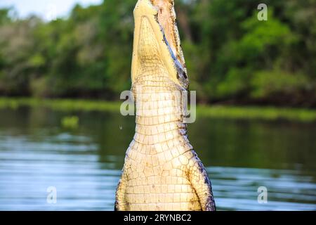 Yacare Caiman springt aus dem Wasser, um Fische zu fangen, Pantanal Wetlands, Mato Grosso, Brasilien Stockfoto