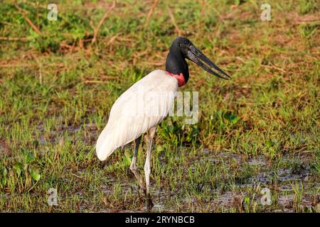 Jabiru Storch auf der Suche nach einer grünen Sumpfwiese, Pantanal Wetlands, Mato Grosso, Brasilien Stockfoto