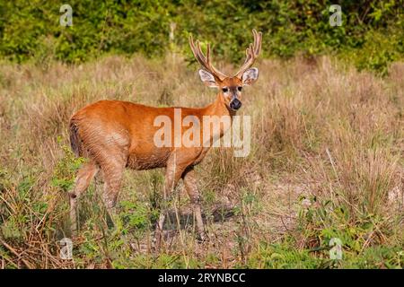 Seitenansicht männlicher Pampas-Hirsche mit großem Geweih im Sonnenlicht Stockfoto