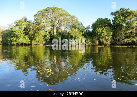 Flussufer Vegetation reflektiert auf der Wasseroberfläche eines Pantanal Flusses im Nachmittagslicht, Mato Gr Stockfoto